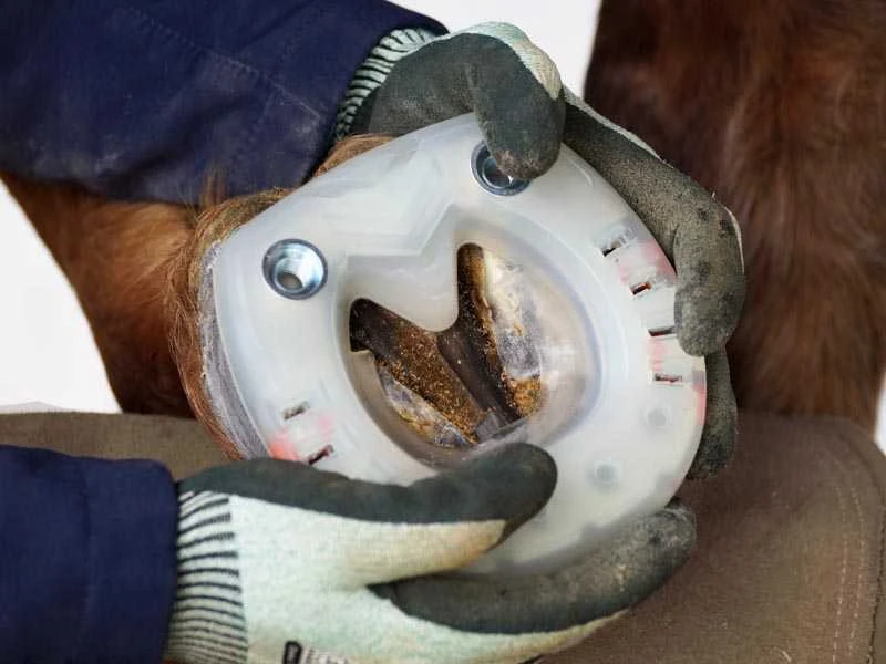 Ferro di cavallo con rivestimento in plastica e fori per i ramponi per cavalli da salto con punta quadra