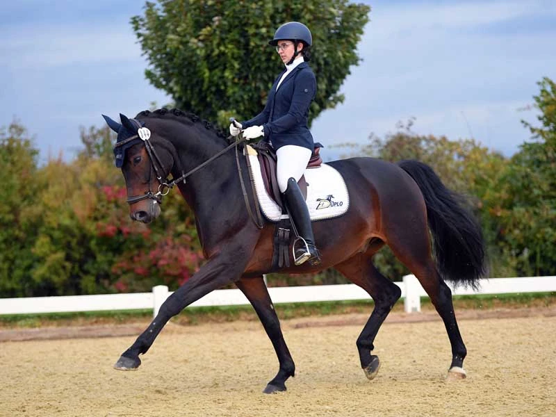 Un cavallo nell'arena di dressage.