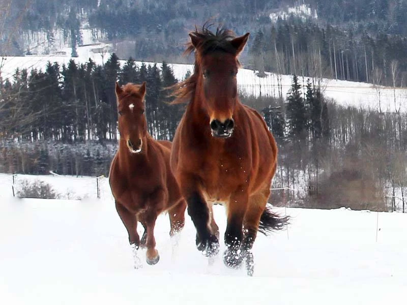 cavalli al pascolo in inverno