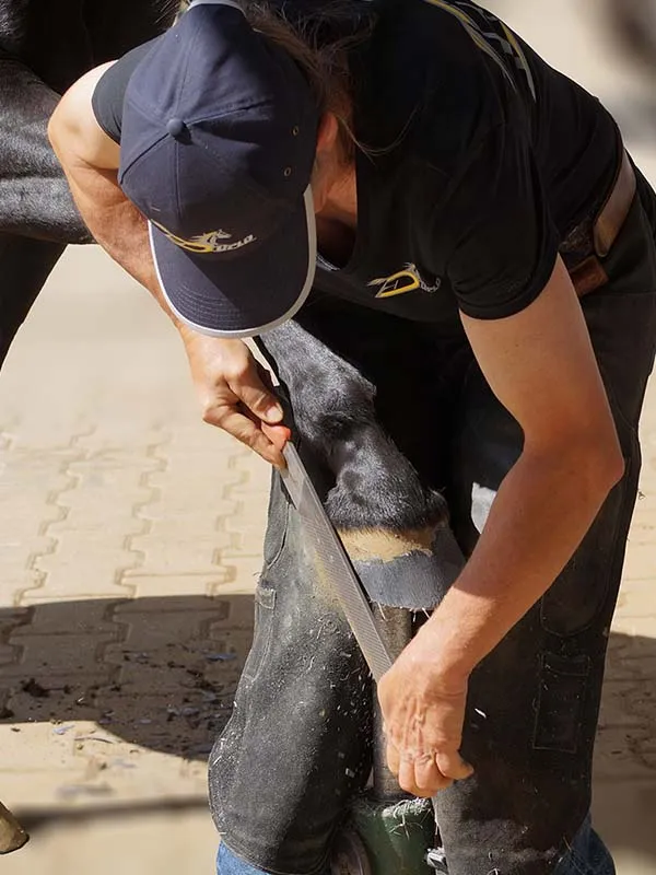 Une pareuse de sabots râpe la paroi du sabot. Elle porte un t-shirt publicitaire et une casquette bleu foncé avec le logo du fabricant des fers composites Duplo.