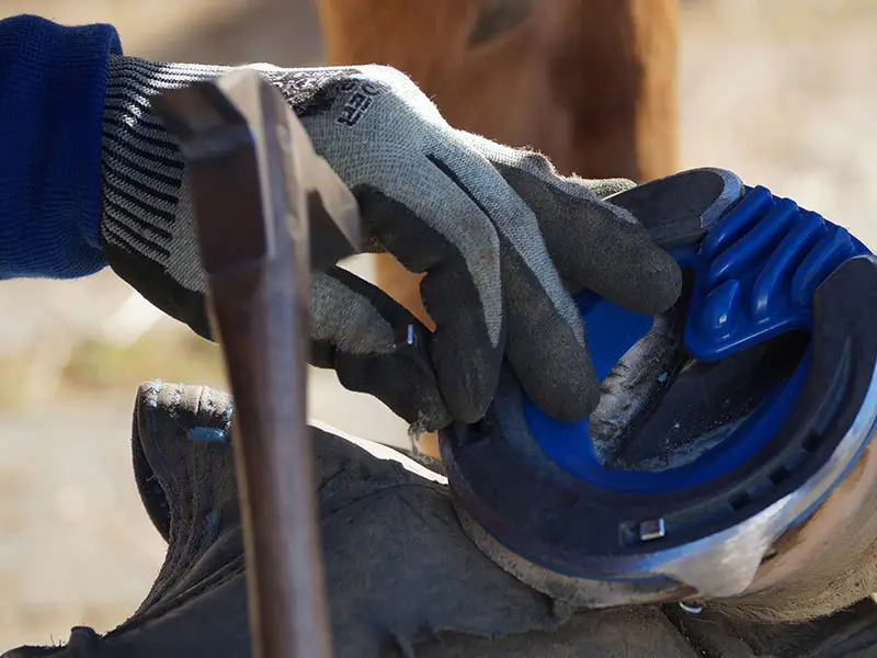Dettaglio delle mani del maniscalco mentre inchioda un ferro convenzionale con una soletta ammortizzante in plastica con supporto per il fettone. Il maniscalco indossa guanti antitaglio WonderGrip&reg;.