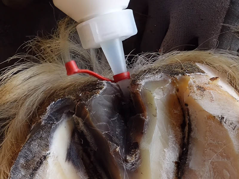 The farrier treats the frog of the horse's hoof with KERALIT® Frog Liquid.