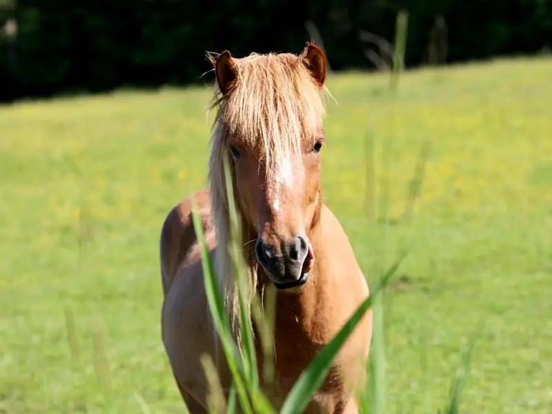 Cavallo al pascolo su un prato