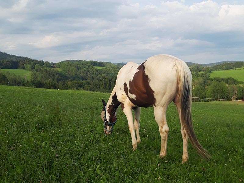 A Paint Horse is standing in the grassy paddock with a fly mask on.