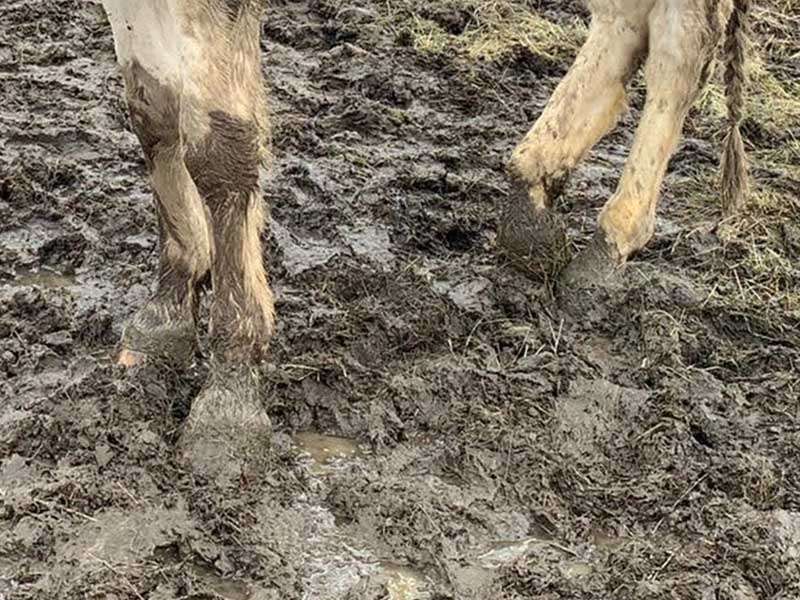 A horse is standing in the muddy pasture.