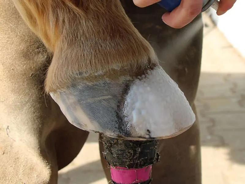 Farrier sprays the hoof with MEGA FOAM foam cleaner to degrease it