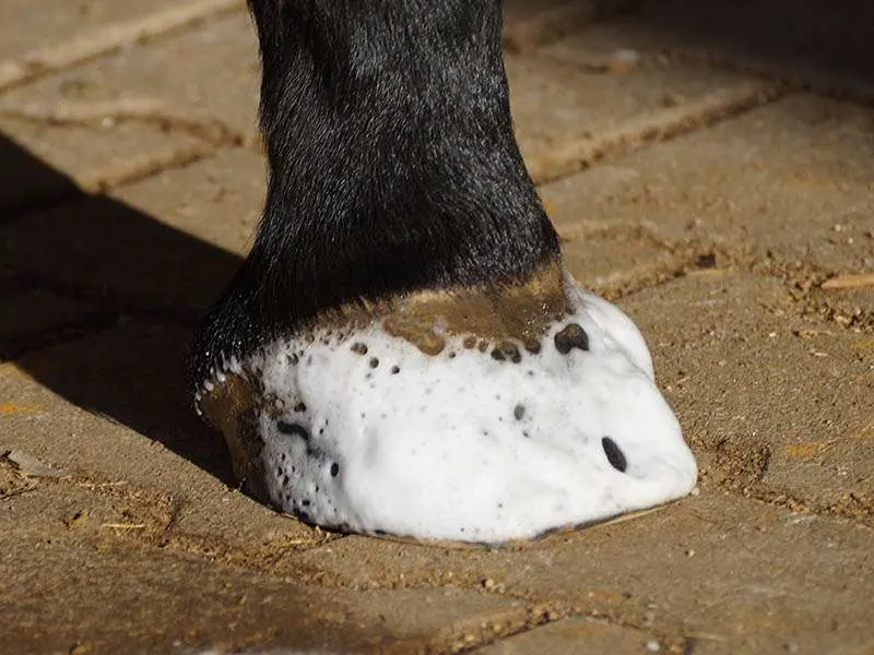 a hoof that has been sprayed with the foam cleaner MEGA FOAM