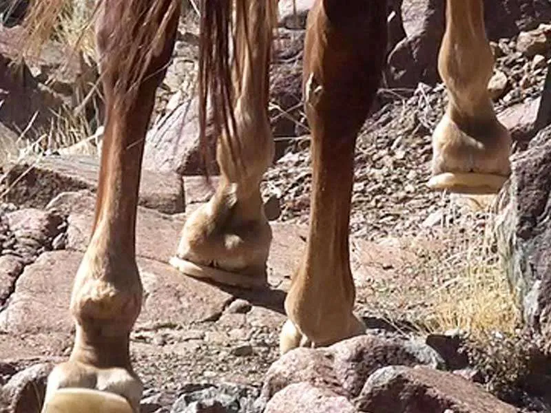 Un caballo con herraduras de plástico camina por un camino muy pedregoso.