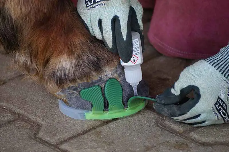 The farrier is kneeling on the ground next to the horse’s hoof. She lifts a green glue-on tab to apply superglue and attach the horseshoe to the hoof. She is wearing protective gloves.