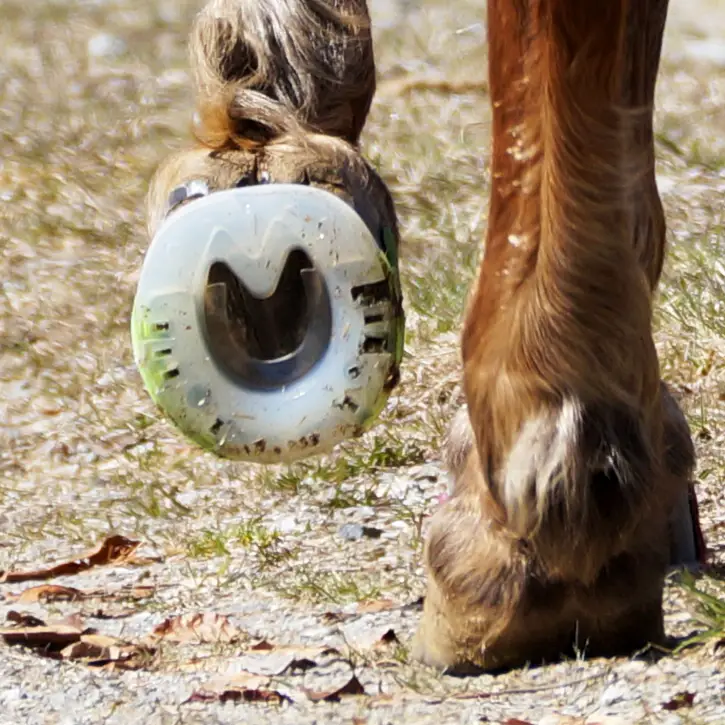 Adhesive iron as riding shoe - close-up of glue-on shoe on hoof from below