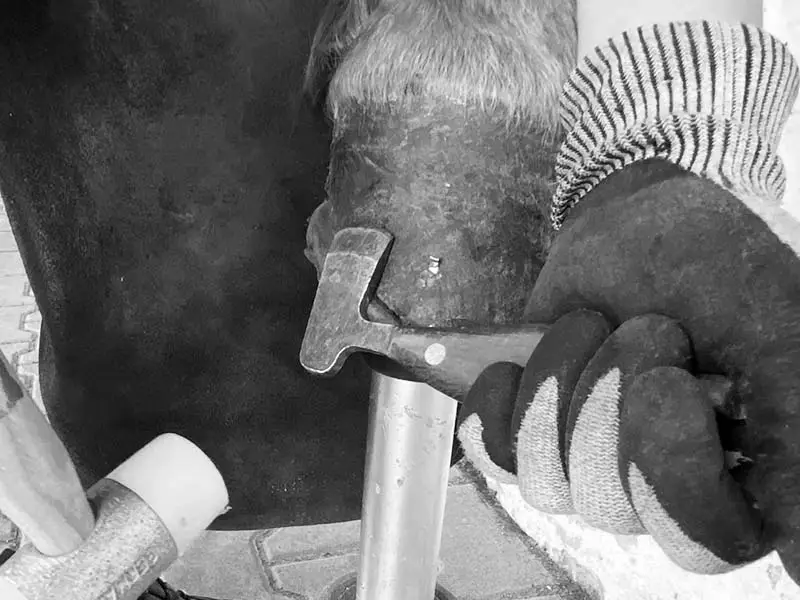 Le maréchal-ferrant desserre les rivets sur le sabot d’un cheval avec un dérivoir Double S pour retirer le fer à cheval. Il porte des gants anti-coupure et utilise un maillet avec tête en nylon.