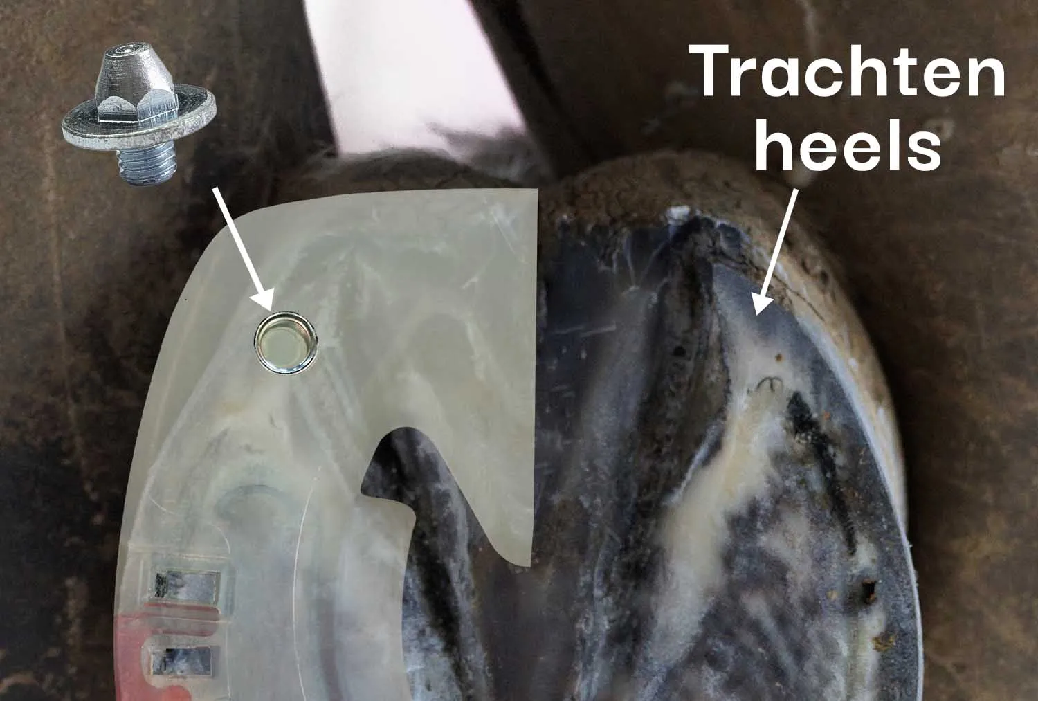 The correct placement of the Nordic studs on a horse's hoof