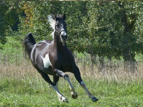 A black and white horse gallops across a meadow, surrounded by trees.