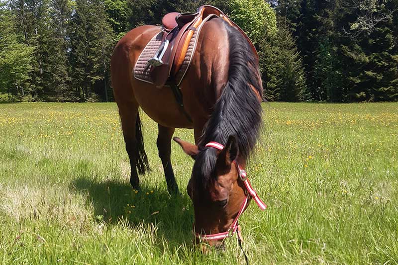 Pferd steht gesattelt beim Grasen auf einer Wiese.