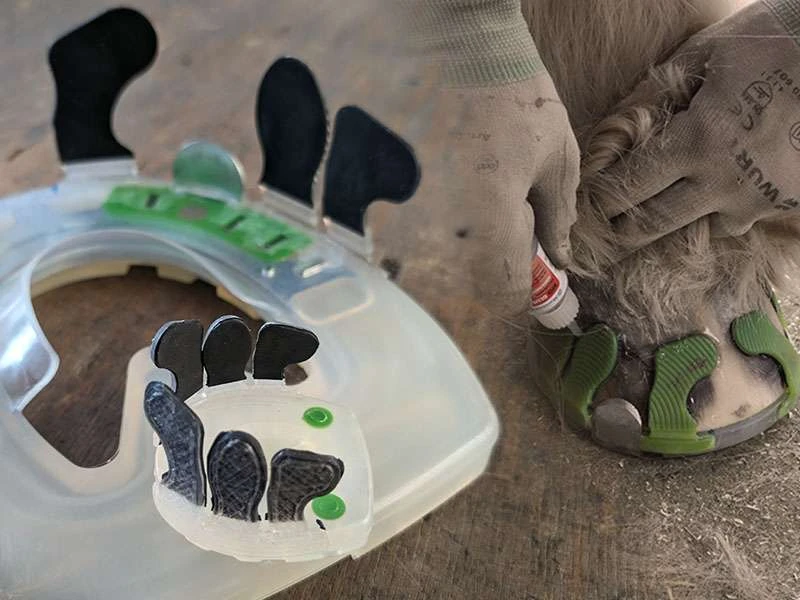 The farrier seals the adhesive tabs on a cold-blooded horse's hoof, holding the feathering to the side.