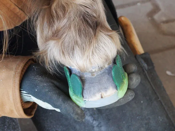 Il maniscalco tiene in mano uno zoccolo di pony. Una ferratura in plastica con linguette adesive verdi è già posizionata sullo zoccolo.