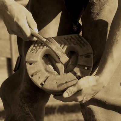 A farrier nails a composite horseshoe onto a hoof