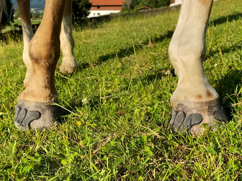 mit Klebebeschlag beklebte Hufe eines Pferdes in einer grünen Wiese