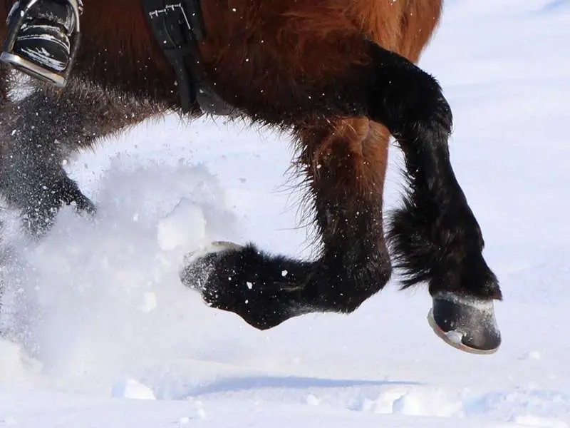 sabots d’un cheval islandais dans la neige, ferré avec un fer alternatif à coque plastique et filetage avec crampons