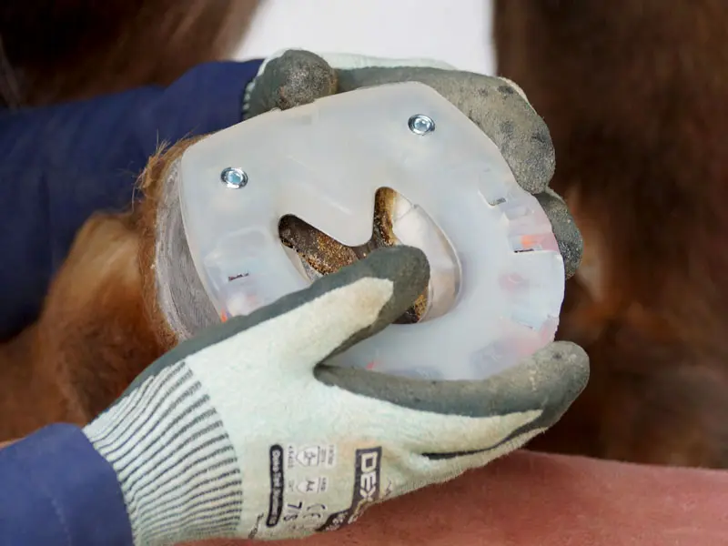 un fer d’hiver avec coque plastique, protection antineige et trous filetés est placé contre le sabot pour vérifier la taille et l’ajustement