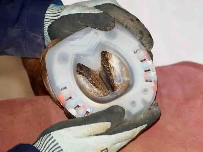 Un maréchal-ferrant présente un Straight Bar Shoe à pince droite sur le sabot d'un cheval. Il vérifie l'ajustement.