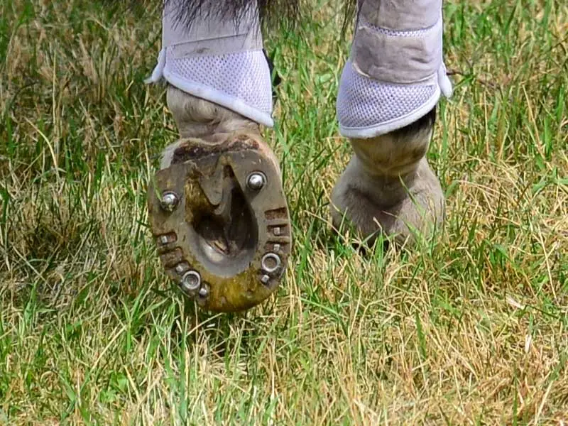 Vue détaillée des sabots arrière d’un cheval de concours complet. Il porte une ferrure spéciale avec effet amortissant et quatre trous à crampons. Deux crampons à gazon sont vissés, les deux autres trous sont fermés avec des bouchons de fermeture.