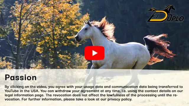 a Quarter Horse gelding gallops on a pasture in autumn