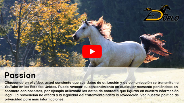 Un caballo cuarto de milla (Quarter Horse) castrado galopa en otoño en un corral
