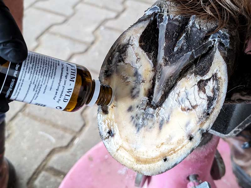 application of the THM-WLD hoof horn disinfectant