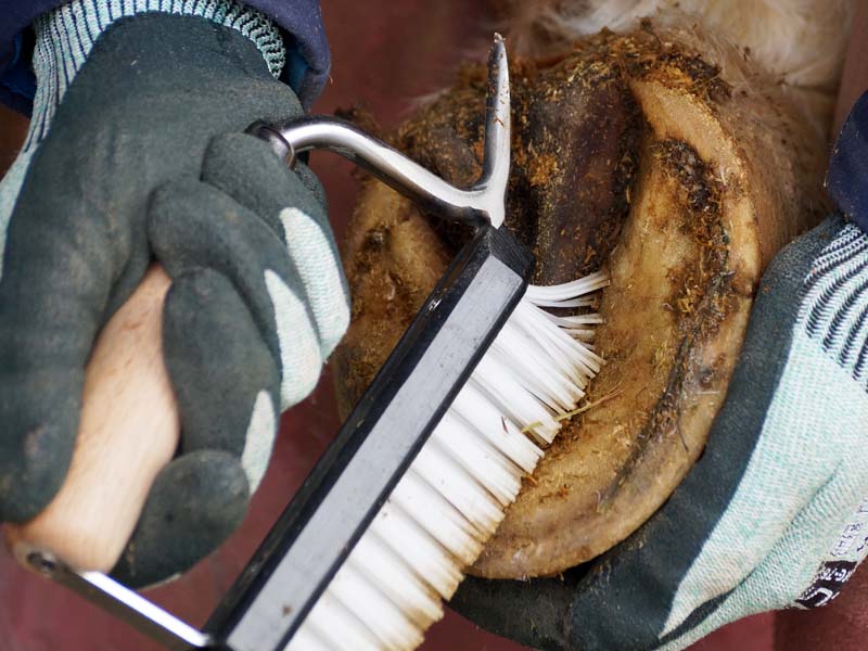 Cleaning the hoof with a hoof pick with brush