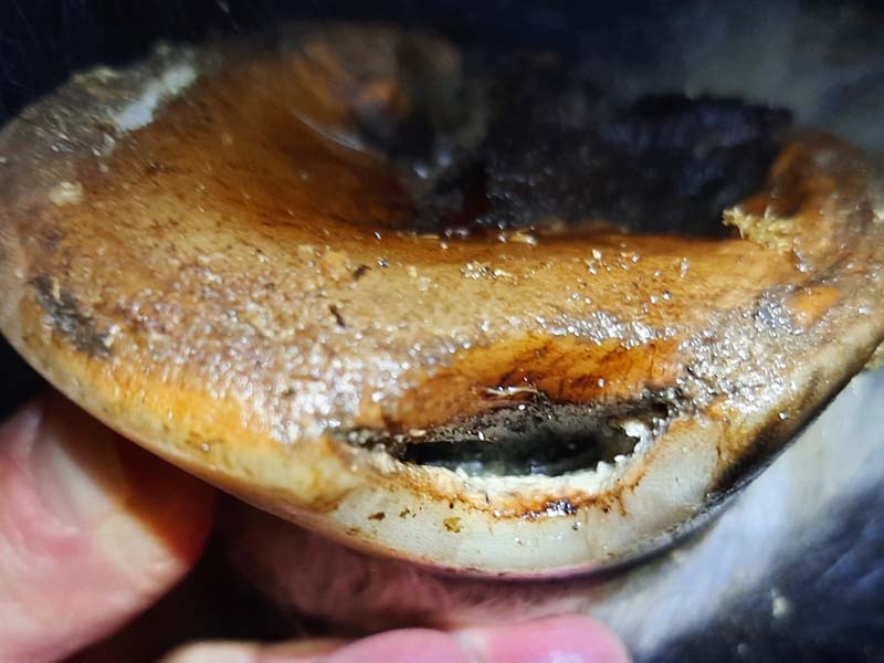 hoof with acute White Line Disease