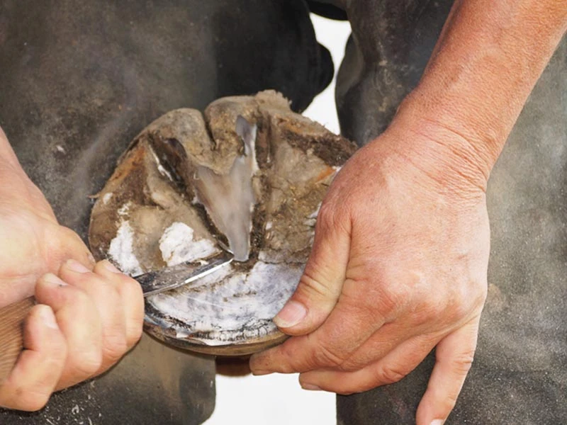 Un herrador utiliza una legra Wolf Busch para recortar el casco de un caballo.