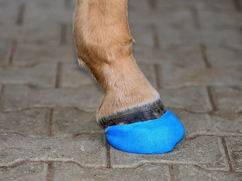 Vista laterale dello zoccolo con hoof casting, costituita da una ferratura composita a punta aperta, da ganci di fissagio cast e da un bendaggio cast.